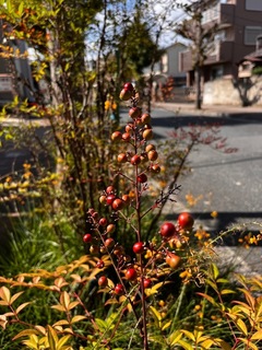 D0AAFB66-8A31-4119-9FAF-19D93045F953.jpeg