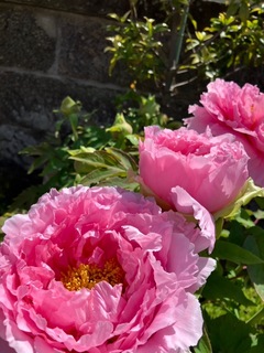 IMG_0793-2205f.jpeg