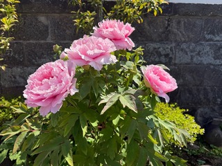 IMG_0811-1f6f6.jpeg