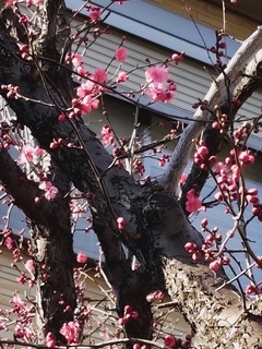 IMG_6226-87d1f.jpeg