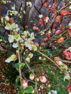 IMG_9561-1ef97.jpeg