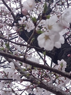 IMG_9898-b8d1f.jpeg