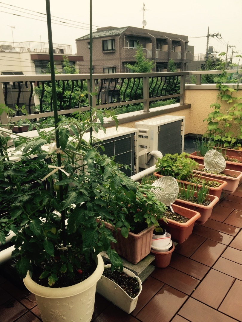 屋上菜園の収穫 ゆう希苑かさいのブログ